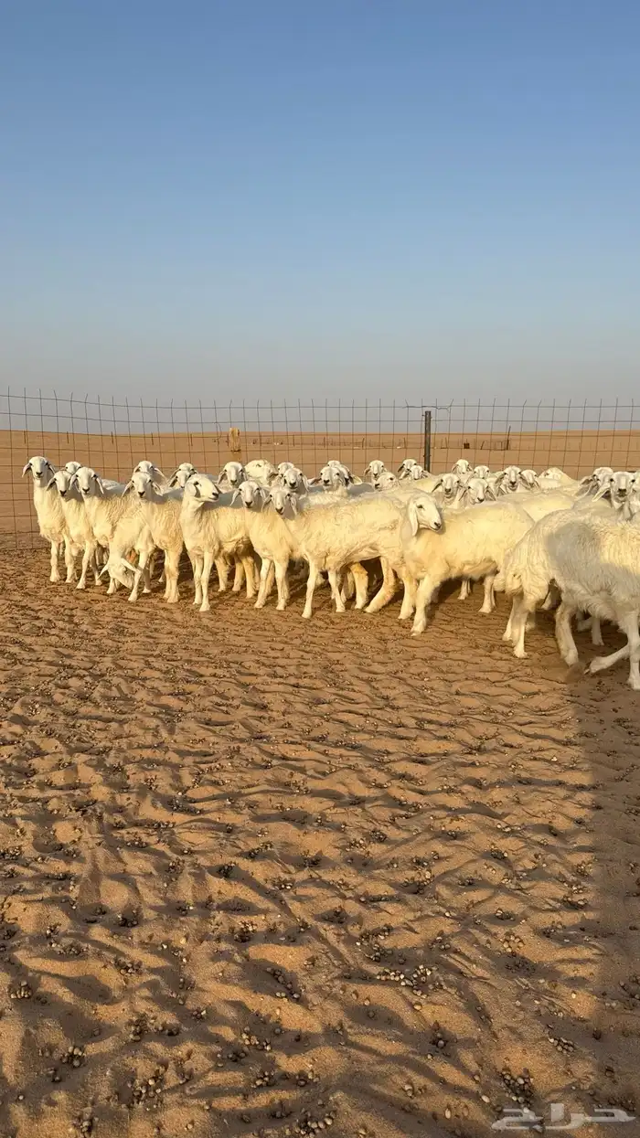 رخال حريات جذعات حلال فاخر 15