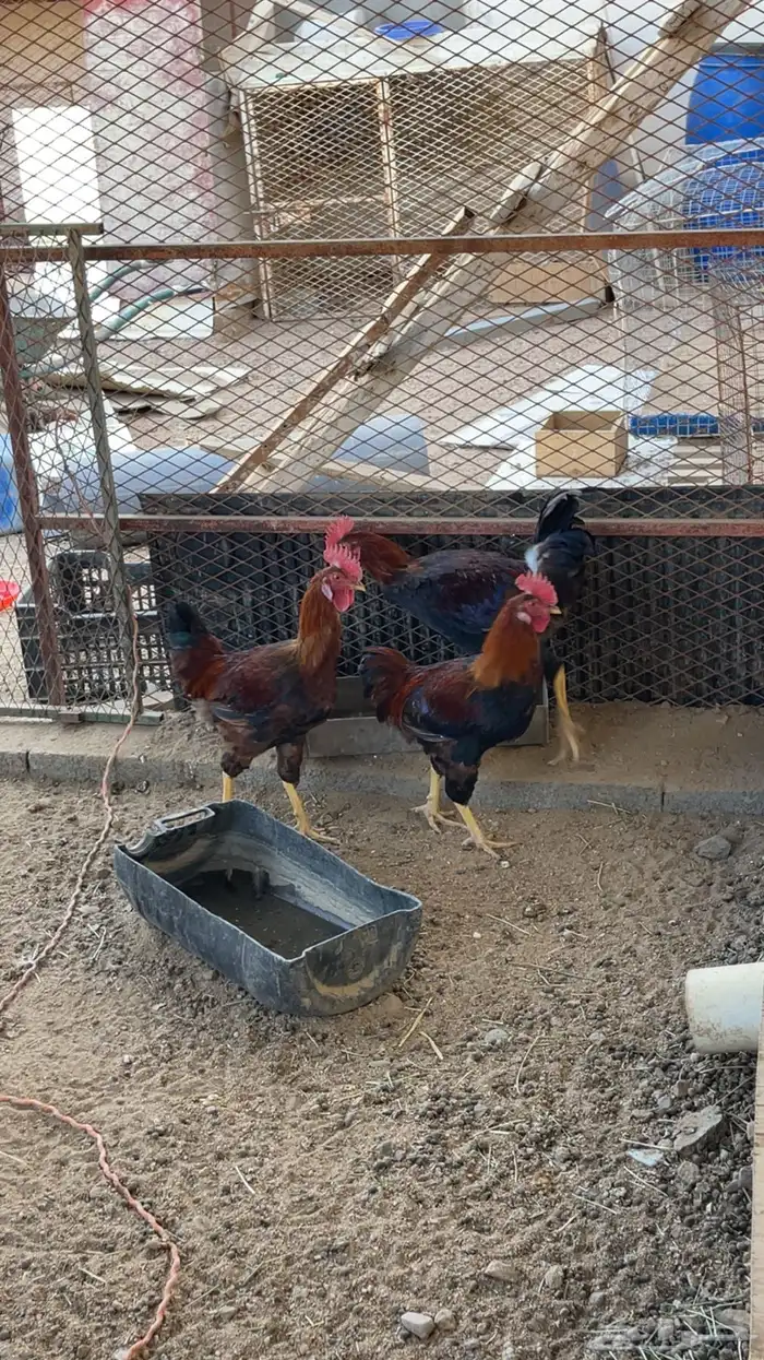 ديوك فرنسي بيور 0