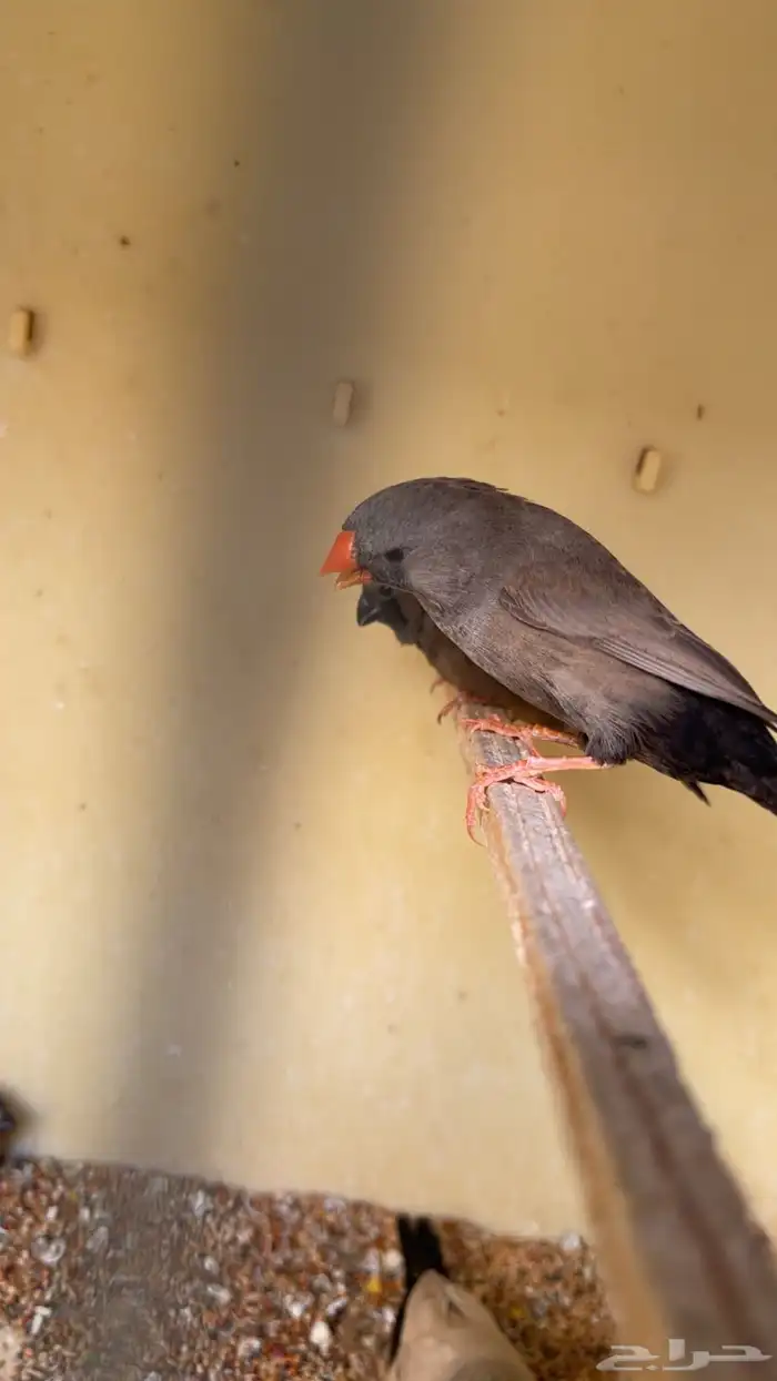 زوج شاركول 4