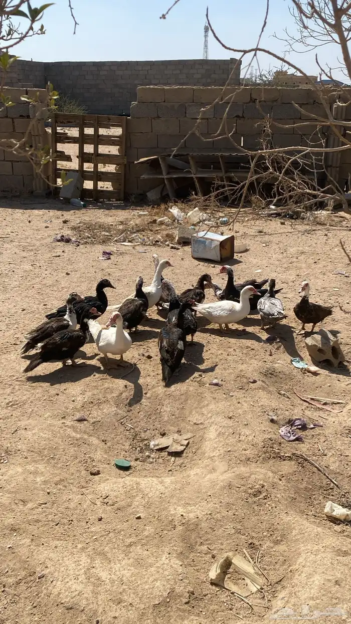 للبيع إناثي بط بلدي شرط تبيض وتحضين وشرط من جميع النواحي 0