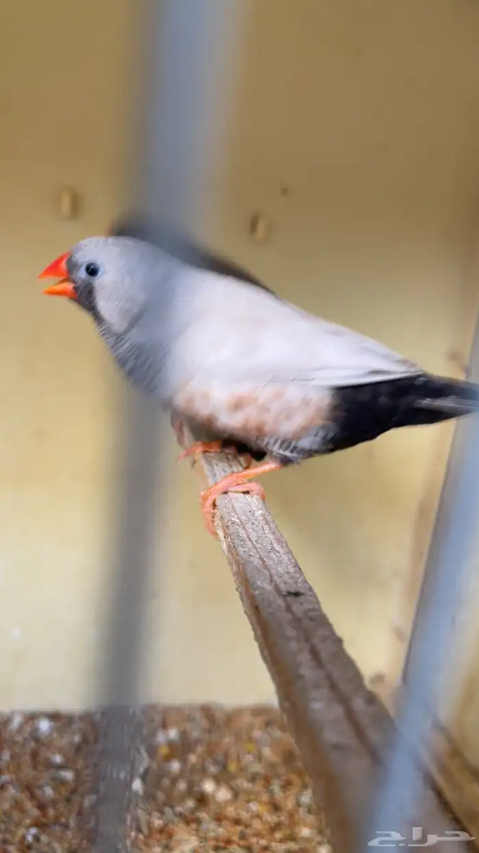 زوج شاركول 0