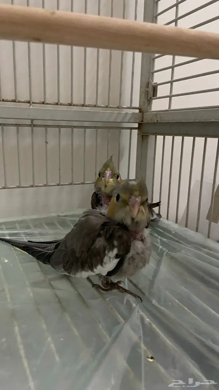 طيور كروان 1