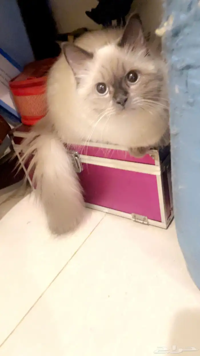 بيع 2