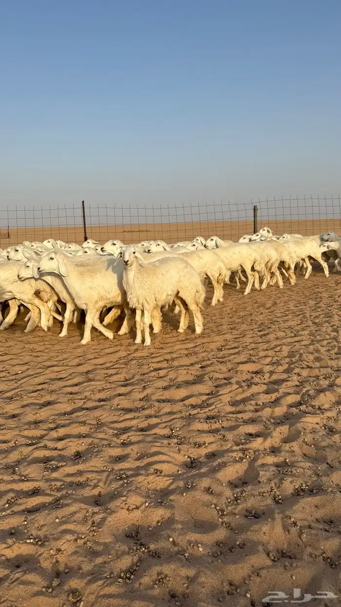 رخال حريات جذعات حلال فاخر 17
