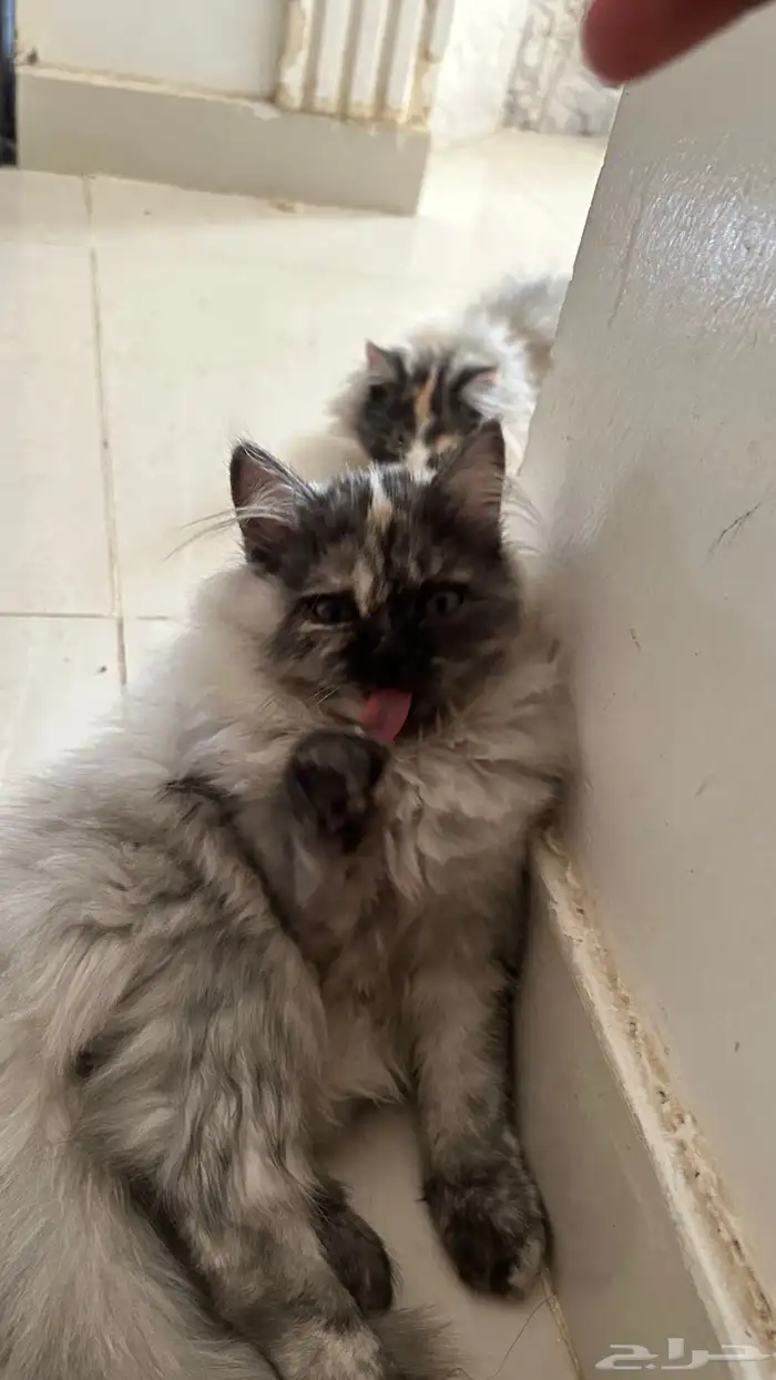 قطه شيرازي العمر 4 شهور هاديه لعوبه (انثى) 1