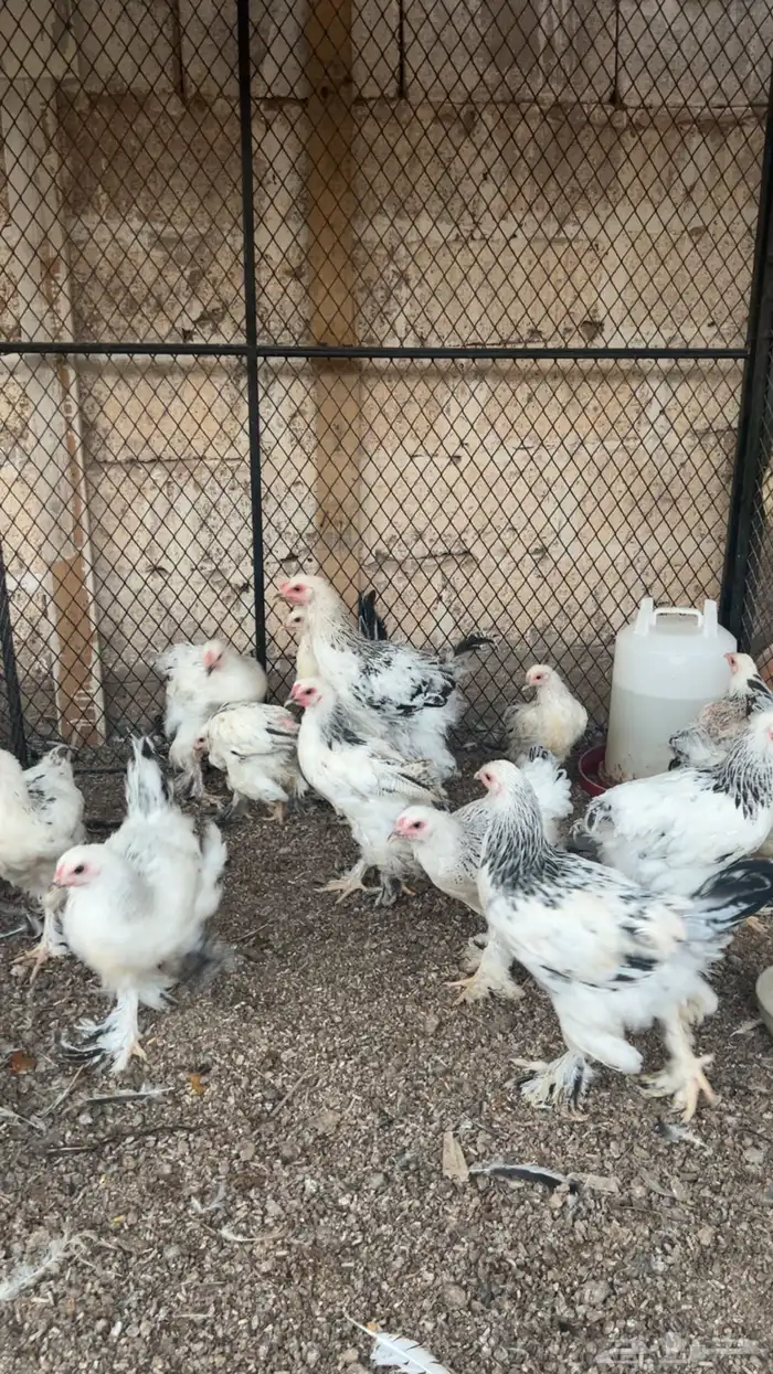 دجاج براهما كولمبي 2