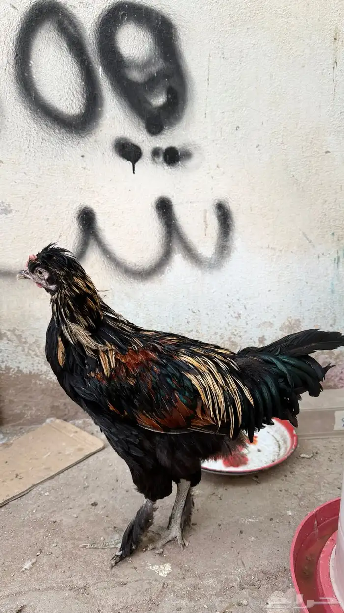 دجاج زينه فرنسي و بلدي 2