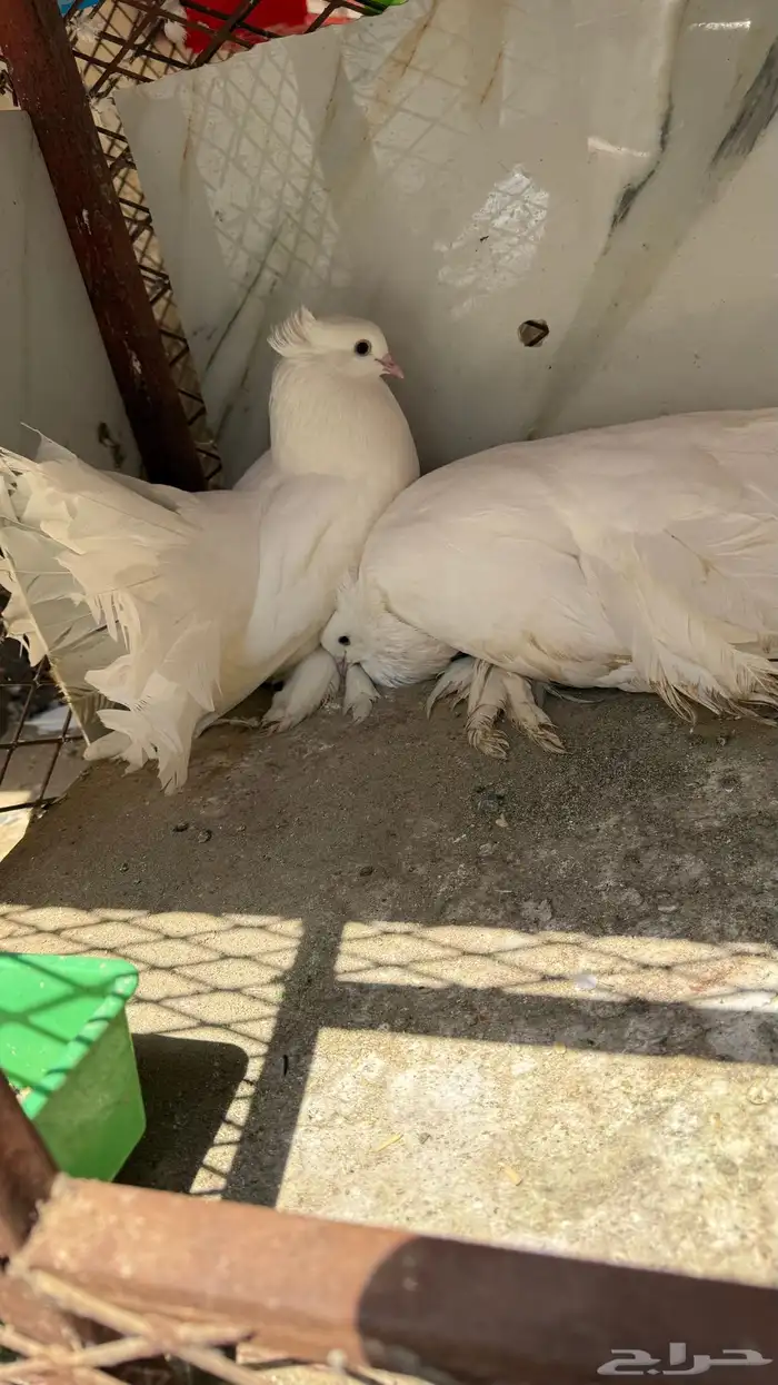 حمام رقاص للبيع ( بالليث ) 3