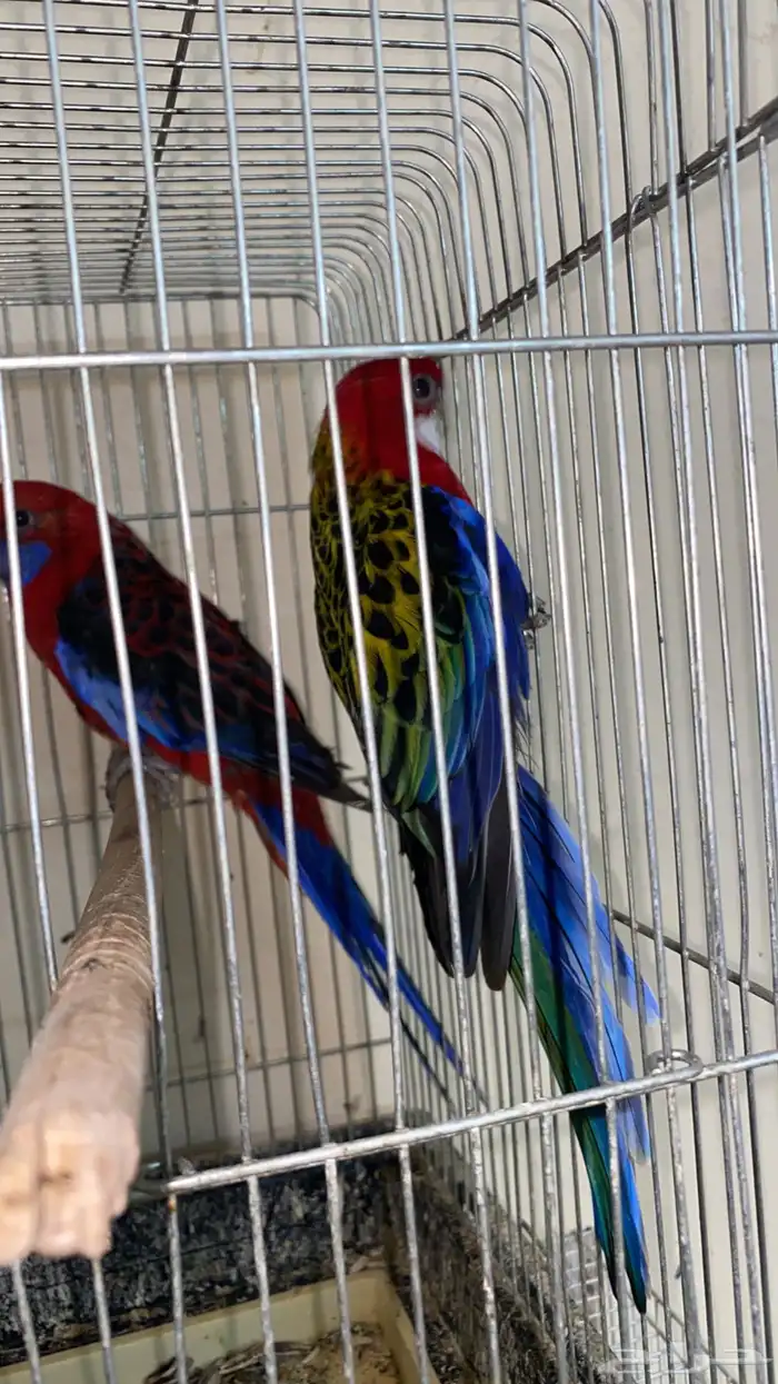 زوج طيور روزيلا للبيع 5