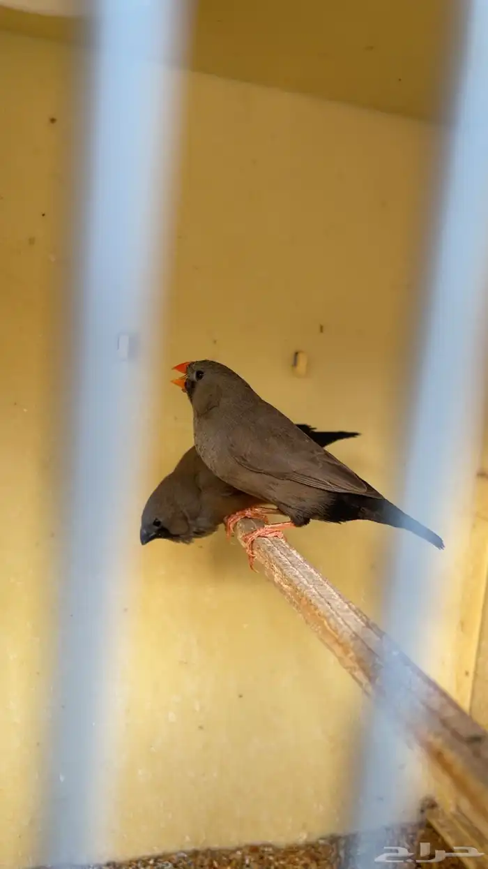 زوج شاركول 2