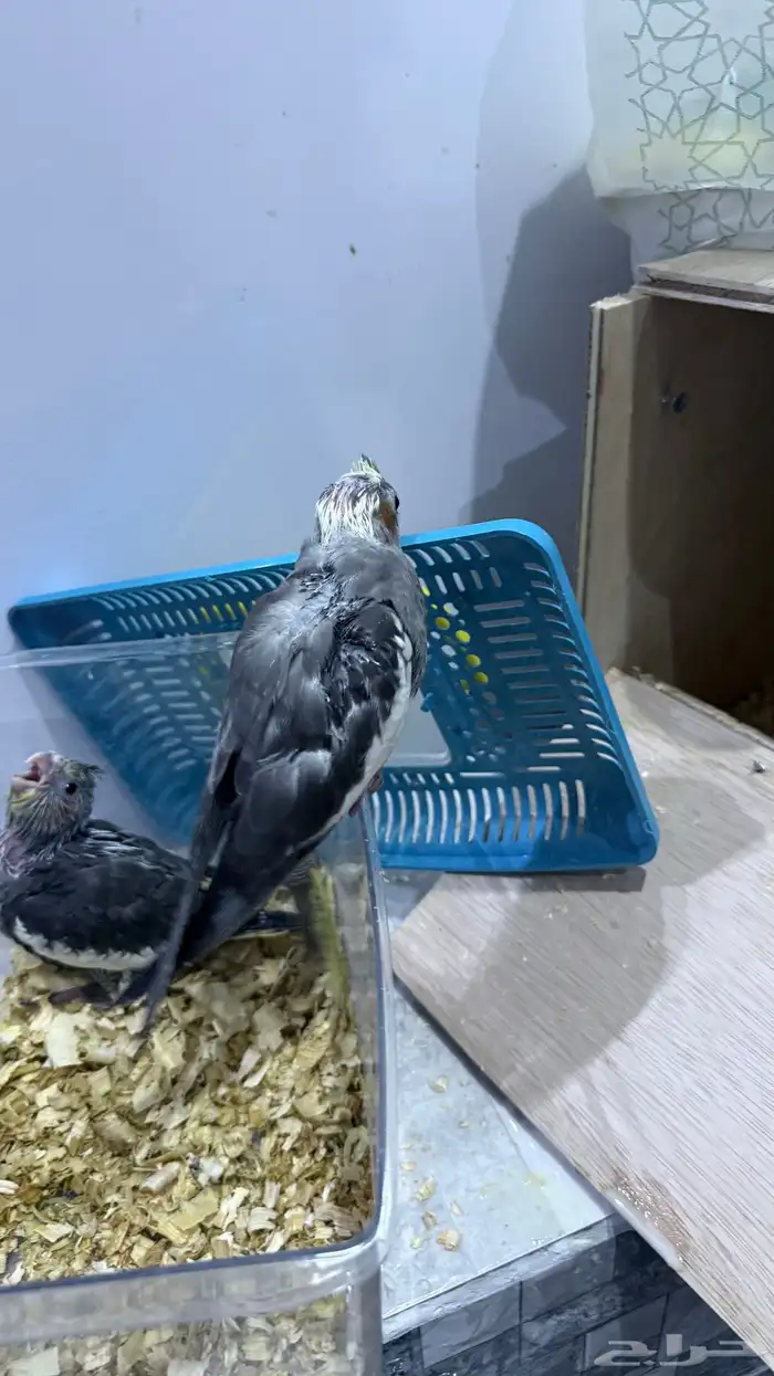 فروخ كروان نورمن 6