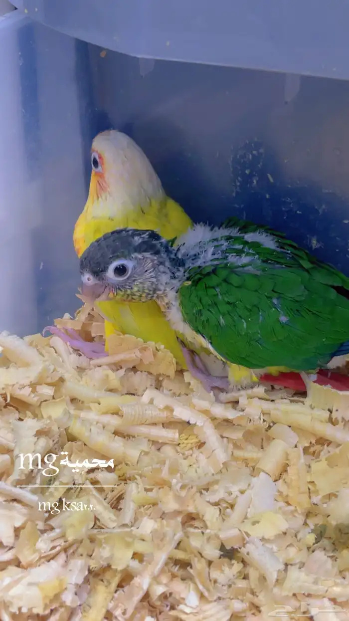 فرخ كنيور يلوسايد 1