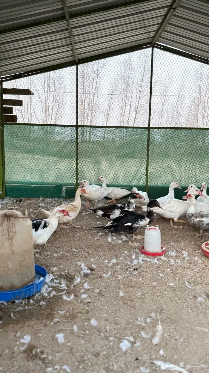 بط مسكوفي 11