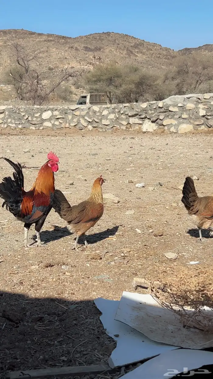 تم البيع 2