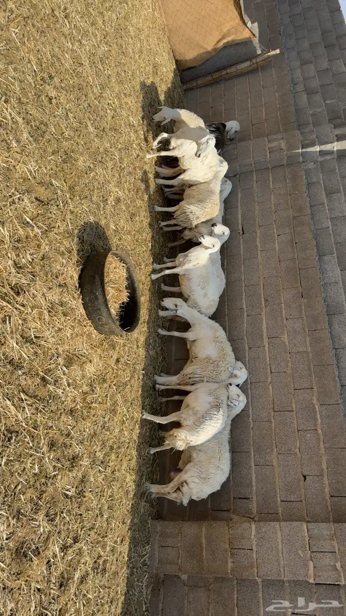 غنم حصيب ودفيع فحص سونار 4
