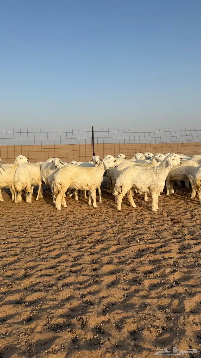 رخال حريات جذعات حلال فاخر 8