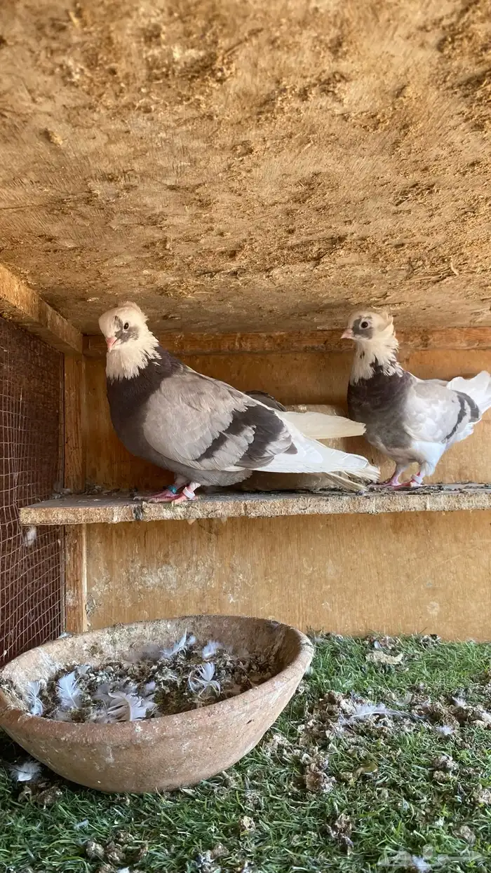 حمام قطايف 3