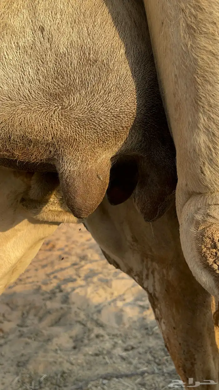 خلفه وضحاء 3