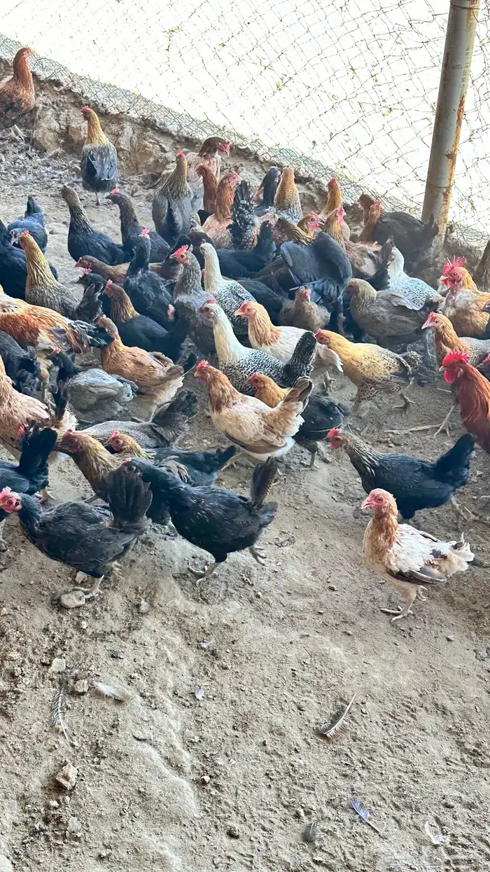 دجاج بلدي 2