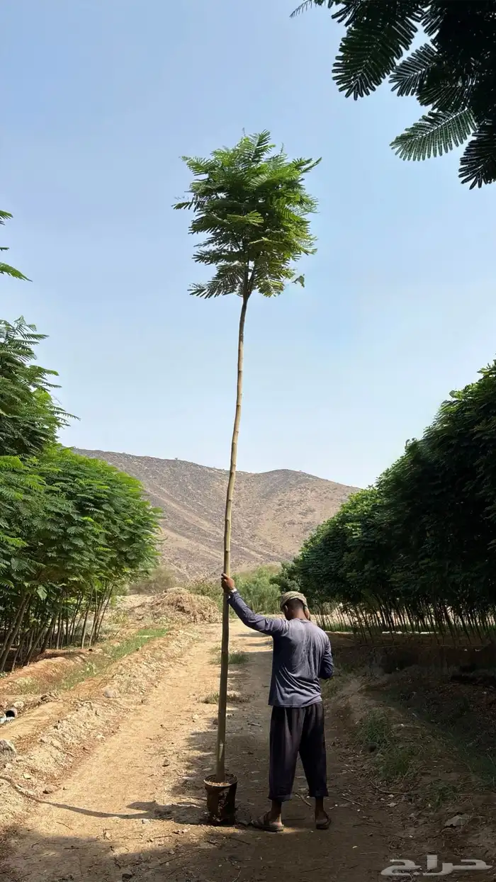 بونسيانا 1