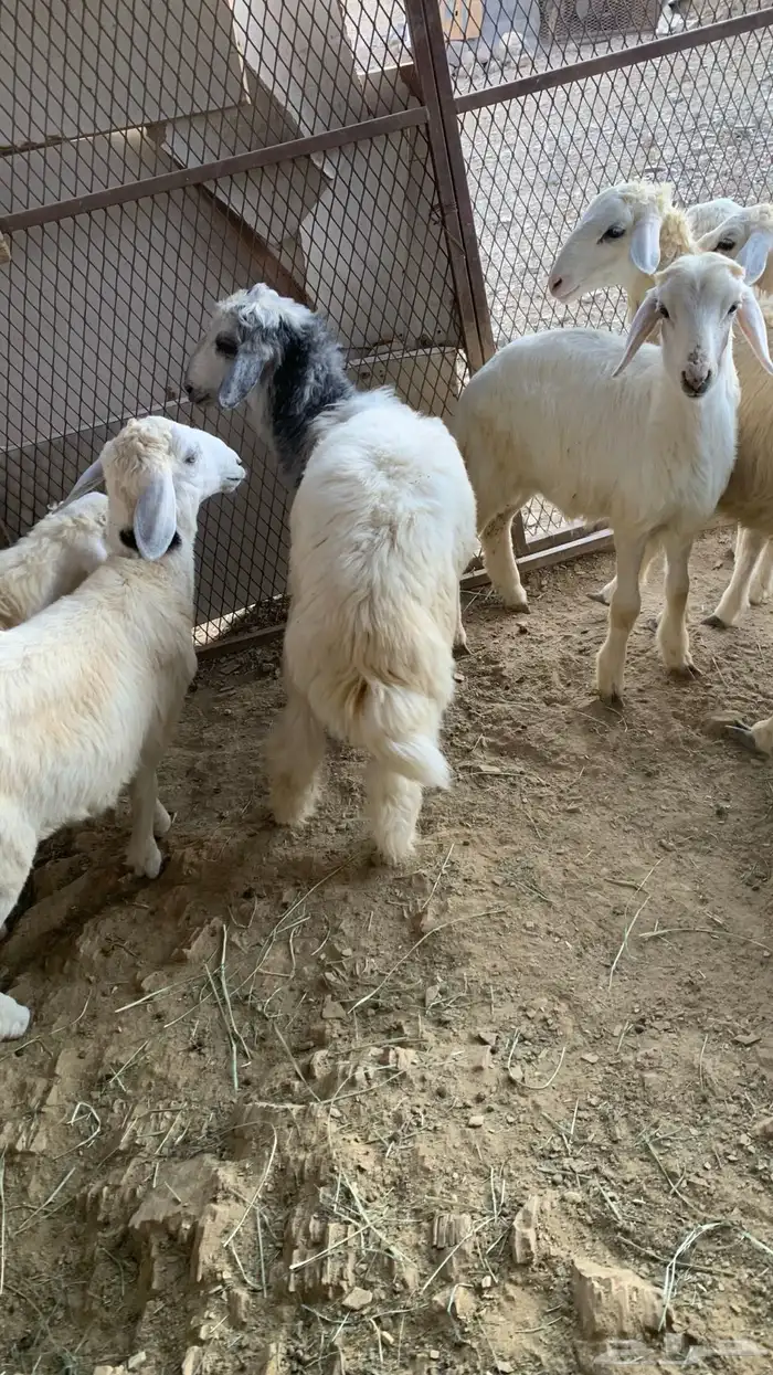 طليان وا رخال 9