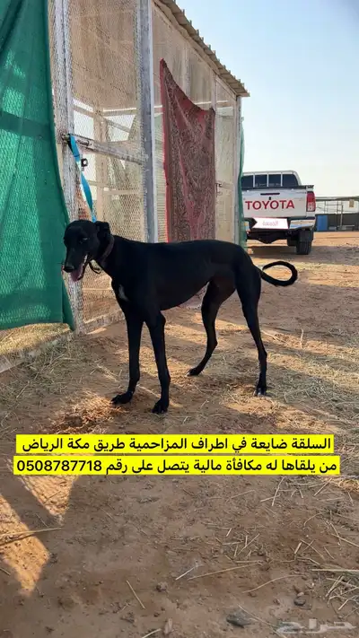 سلقة سودا ضايعة index
