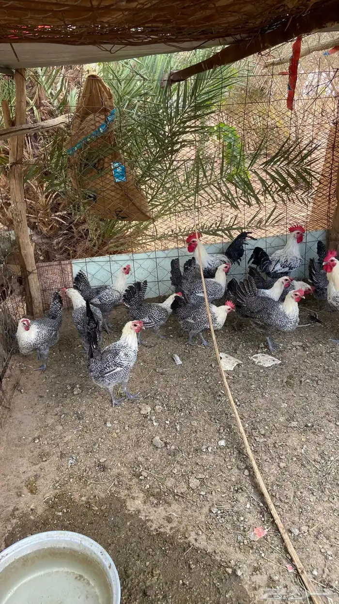 دجاج فيومي بياض 0