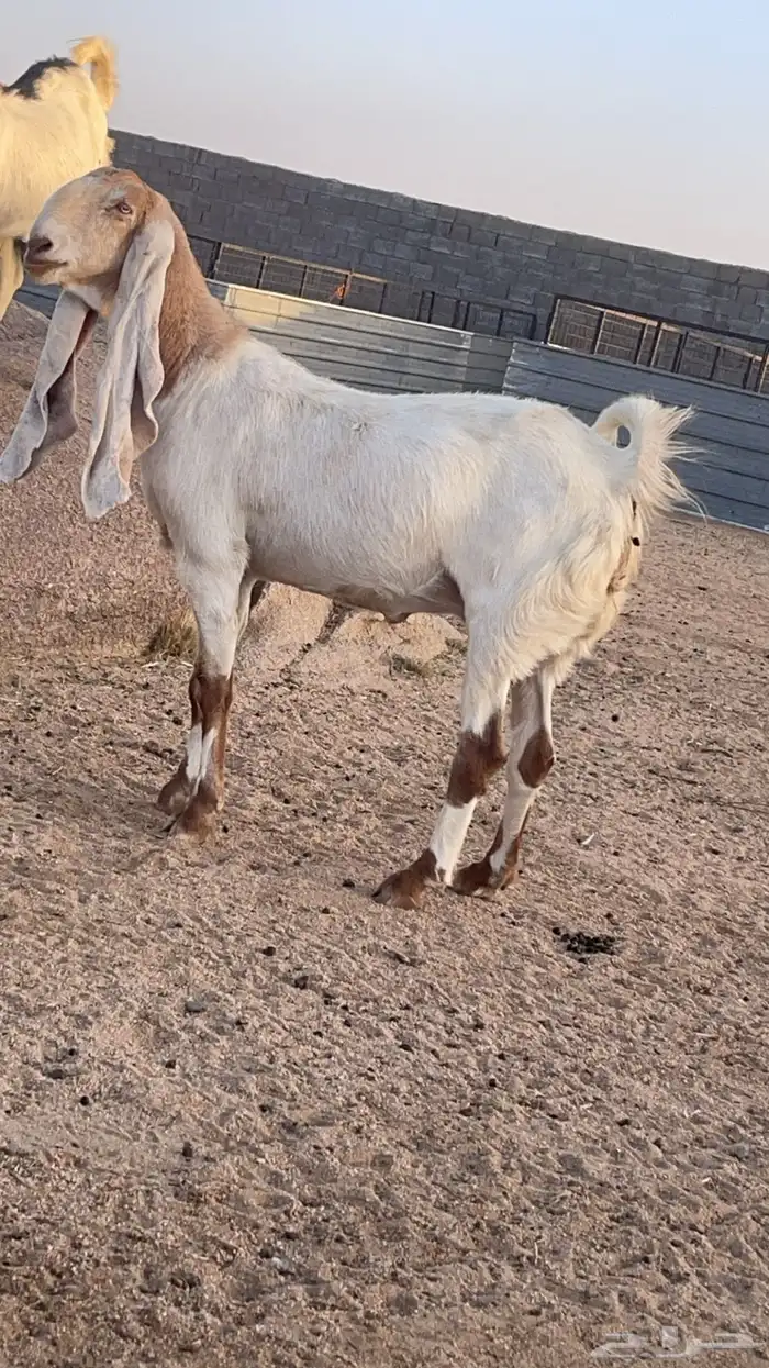 عنز هولنديه 0