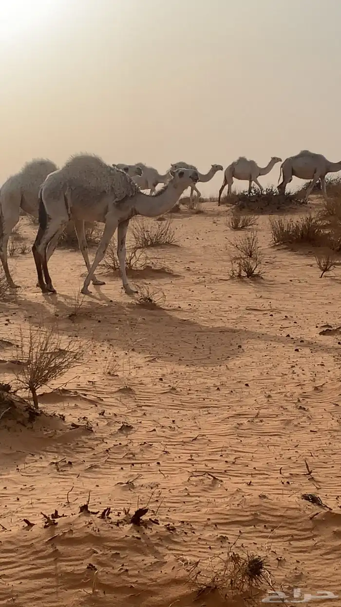 حشو العمر مخليل حليلات 1