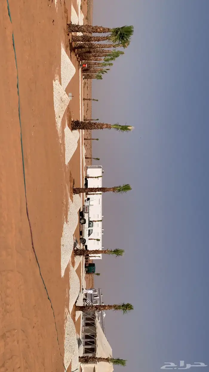 نخل واشنطن 0
