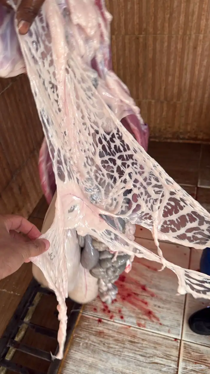 ذبائح حلال شايب من غنمه نظيفة مع التوصيل 9