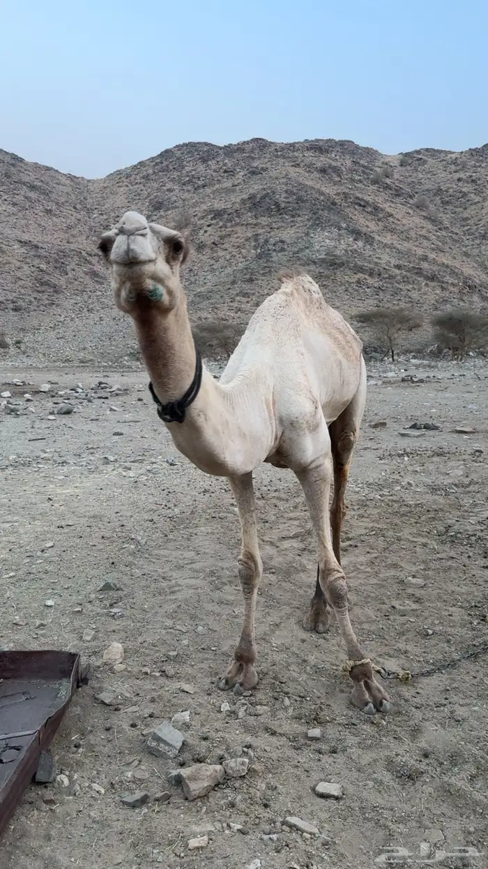 ركبي للبيع 4