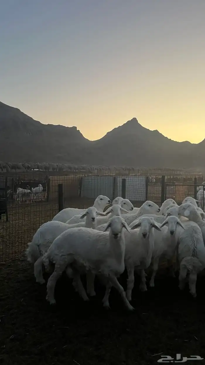 طليان حري ذبائح نظيفه شرط 21