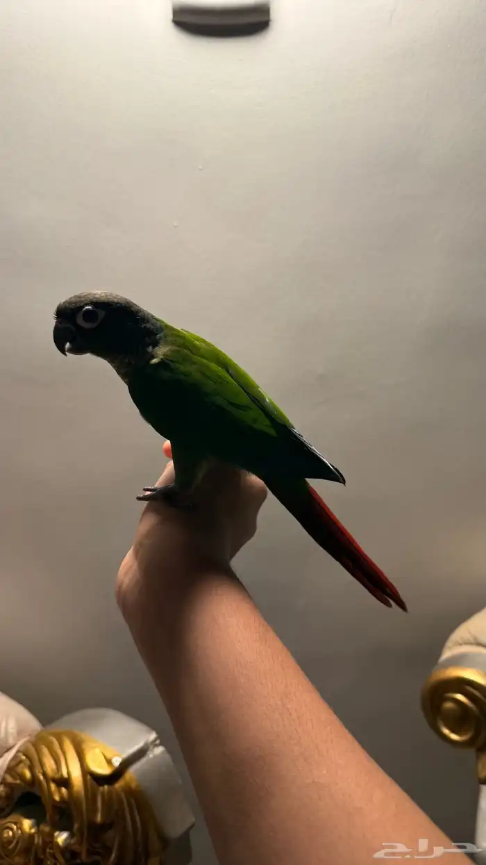 كنيور للبيع 1