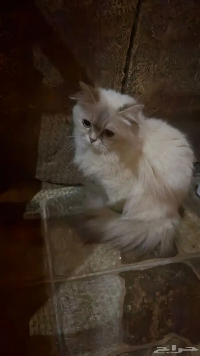 قطة شيرازيه للبيع معها ثلاث قطط صغار عيالها 4