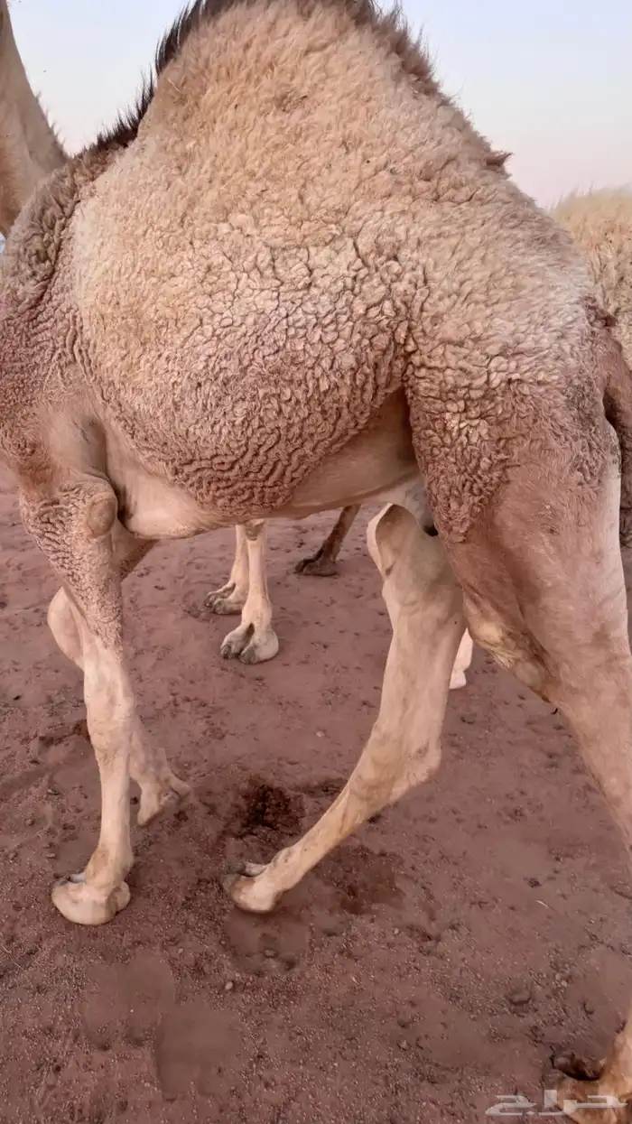 قعود للبيع 1