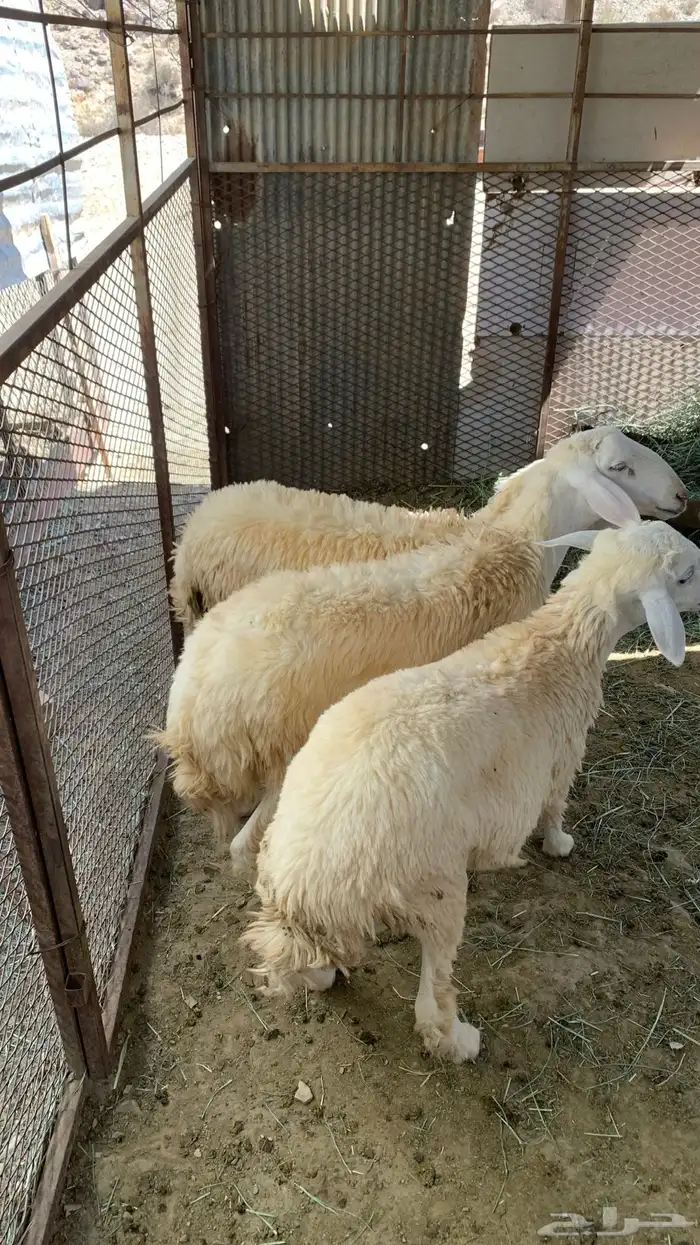 طليان وا رخال 10