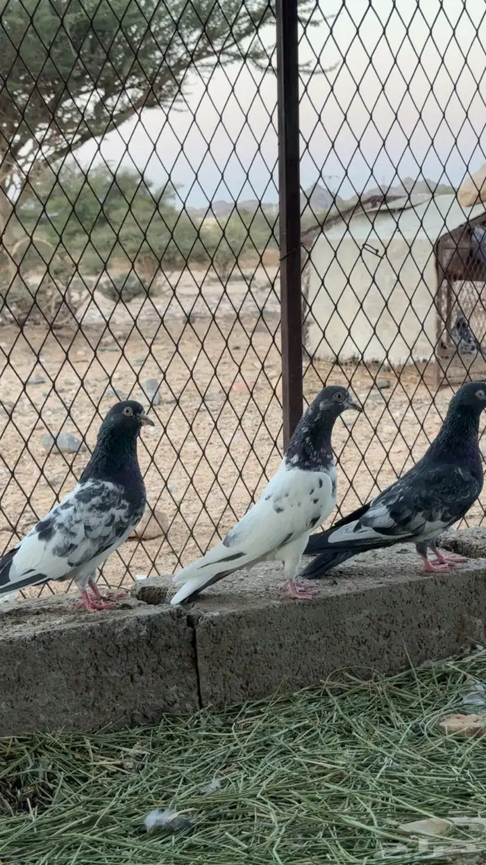 حمام باكستاني طيار 4