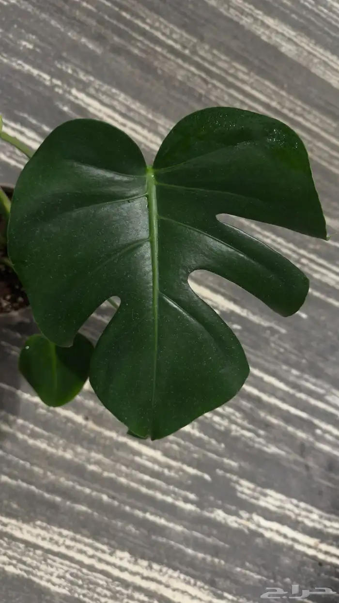 نباتات داخلية مونستيرا دليسيوزا (Monstera deliciosa) 2