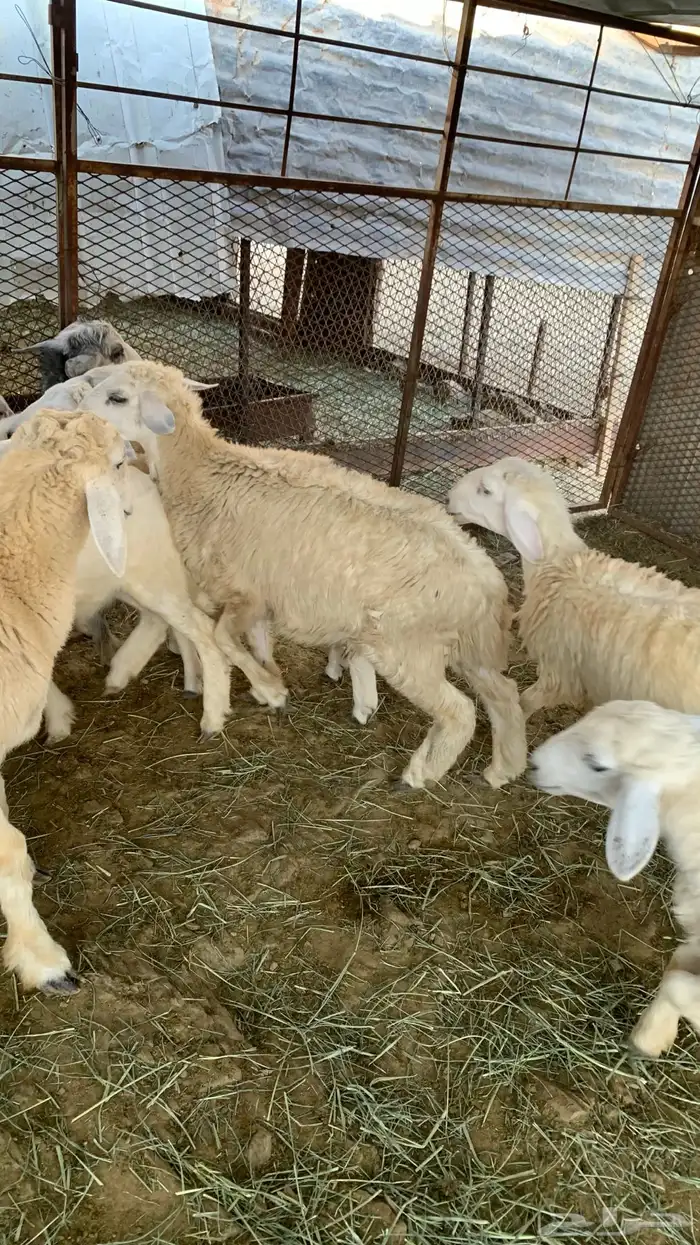 طليان وا رخال 4