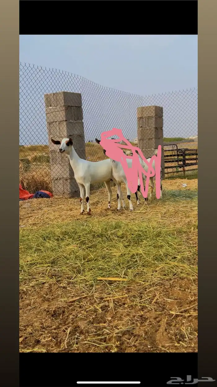جفره فاخره بيشيه 1