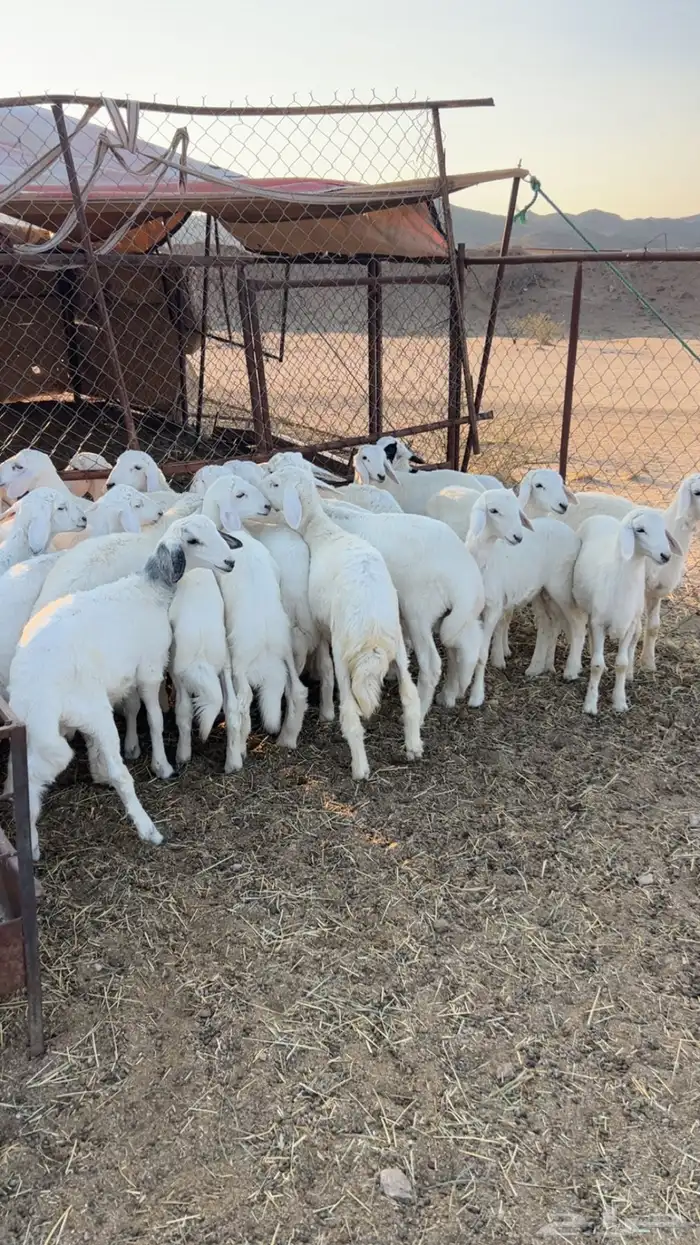 خرفان ورخال مرابي كفو 2