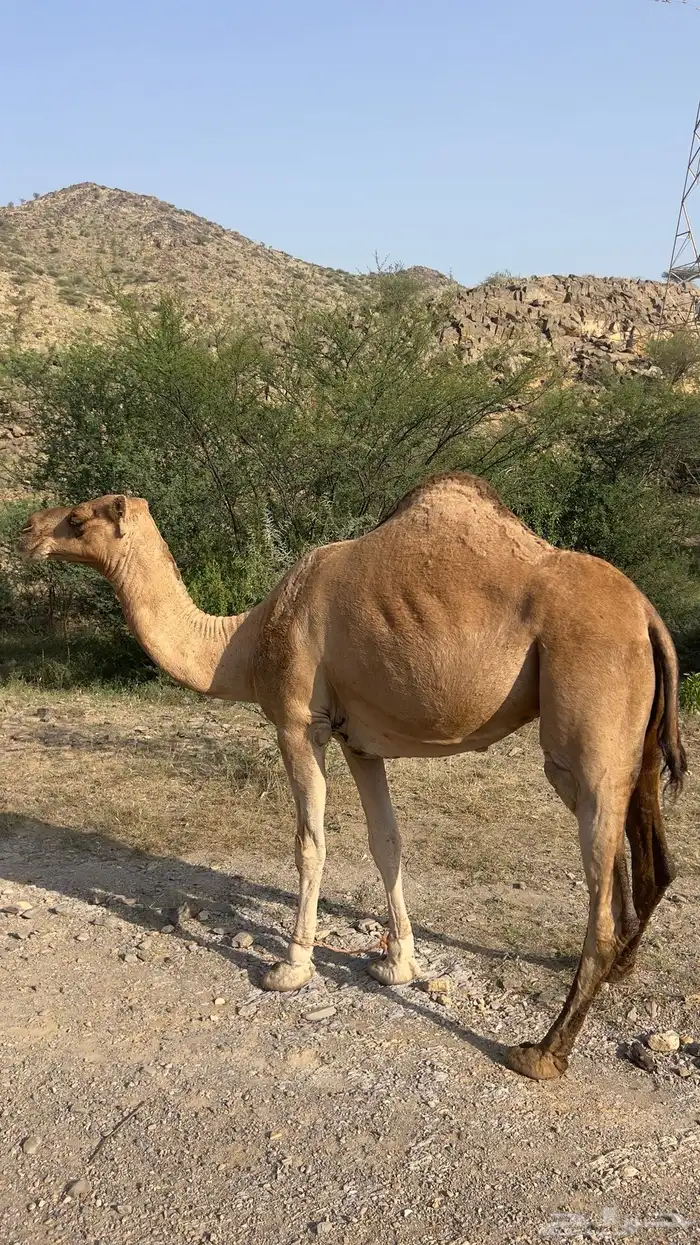 ناقه للبيع 1