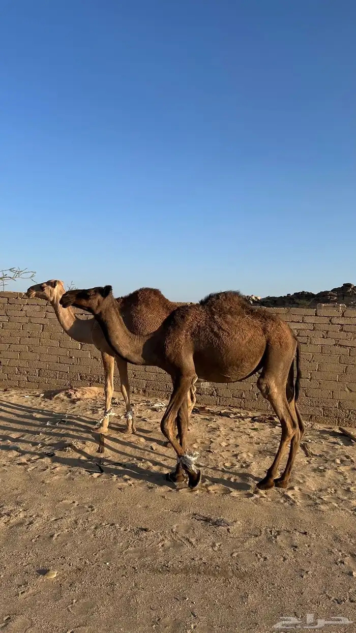 بكار حقق حمر ووحده صفراء هديات بالحيل 3