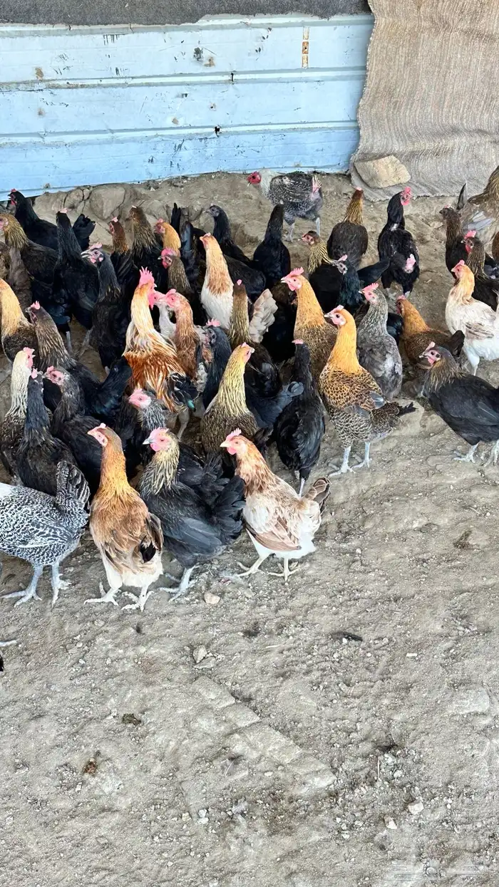 دجاج بلدي 1