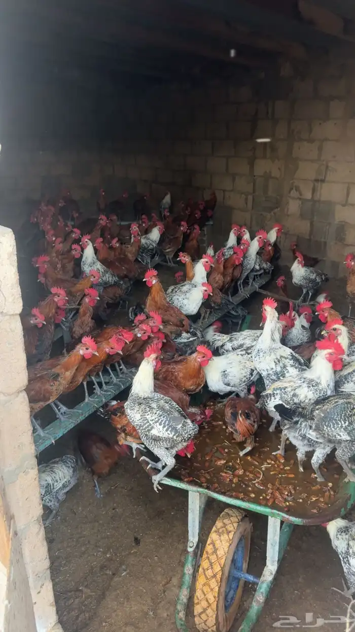 دجاج فيومي للبيع 3