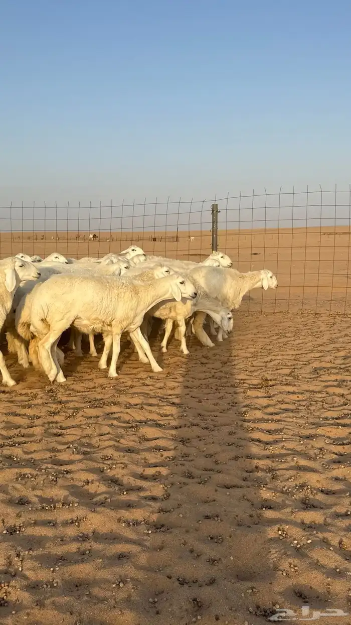 رخال حريات جذعات حلال فاخر 9