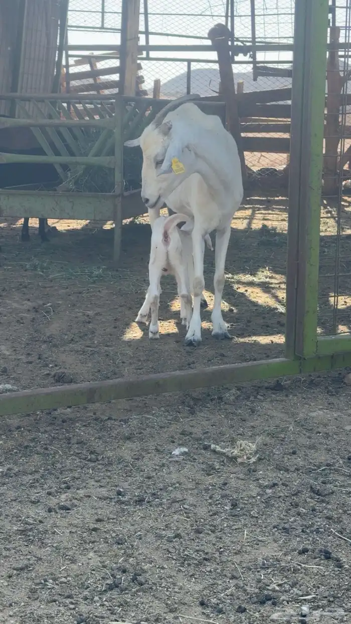 3معزاء خلفات وريم 3