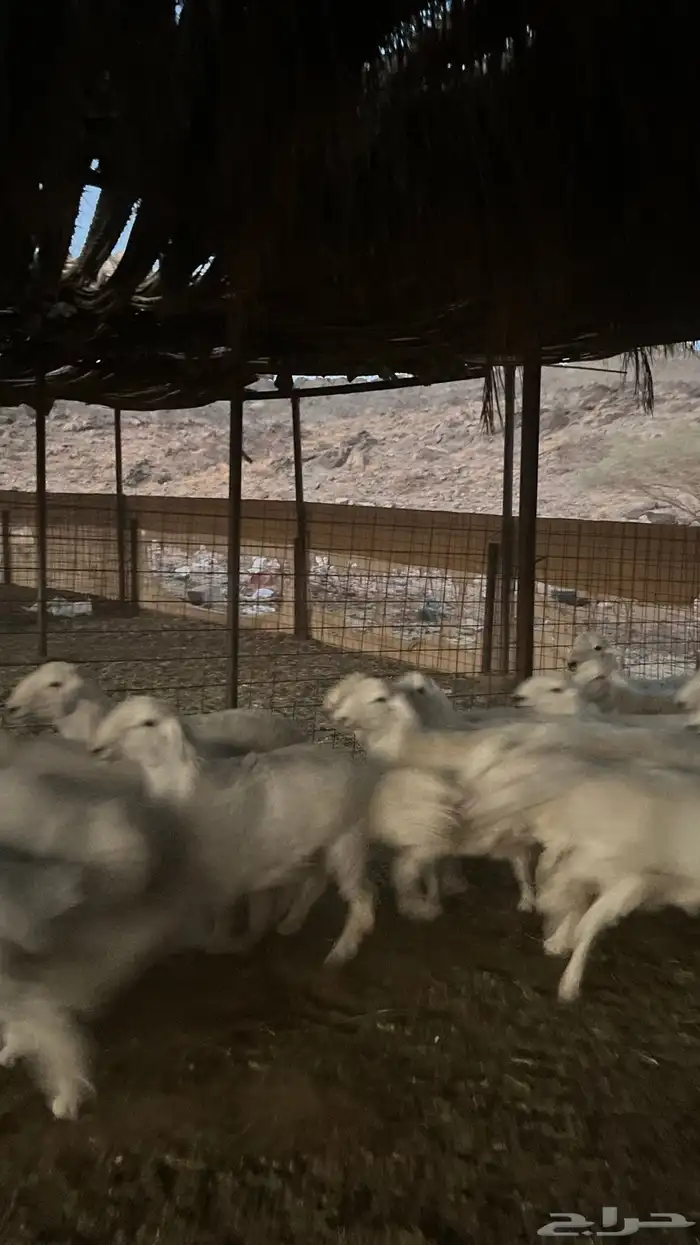 طليان حري ذبائح نظيفه شرط 10