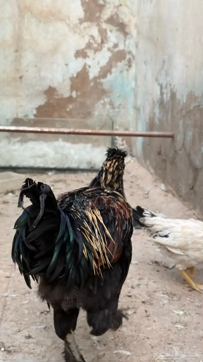 دجاج زينه فرنسي و بلدي 3